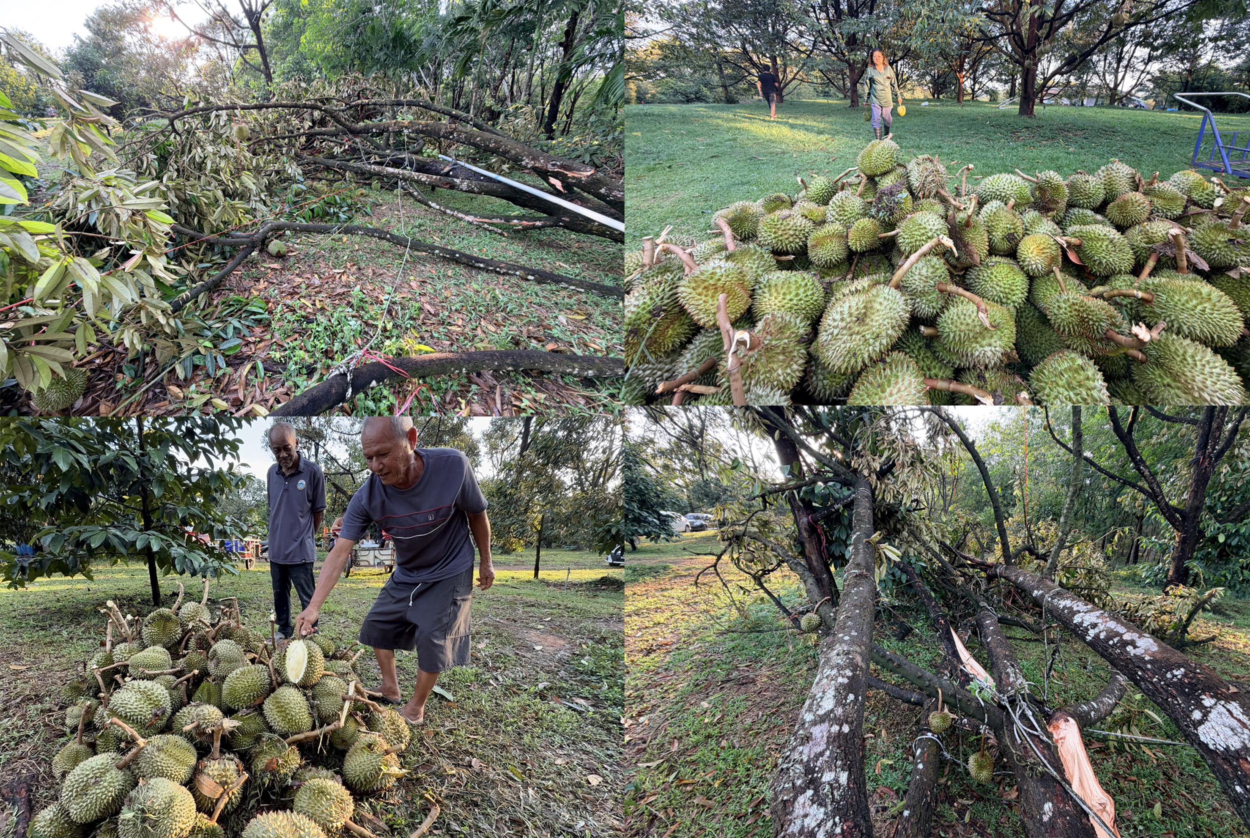 พายุฤดูร้อนถล่มสวนทุเรียนตราด ลูกร่วงจำนวนมาก ต้นโค่น 10 ต้น