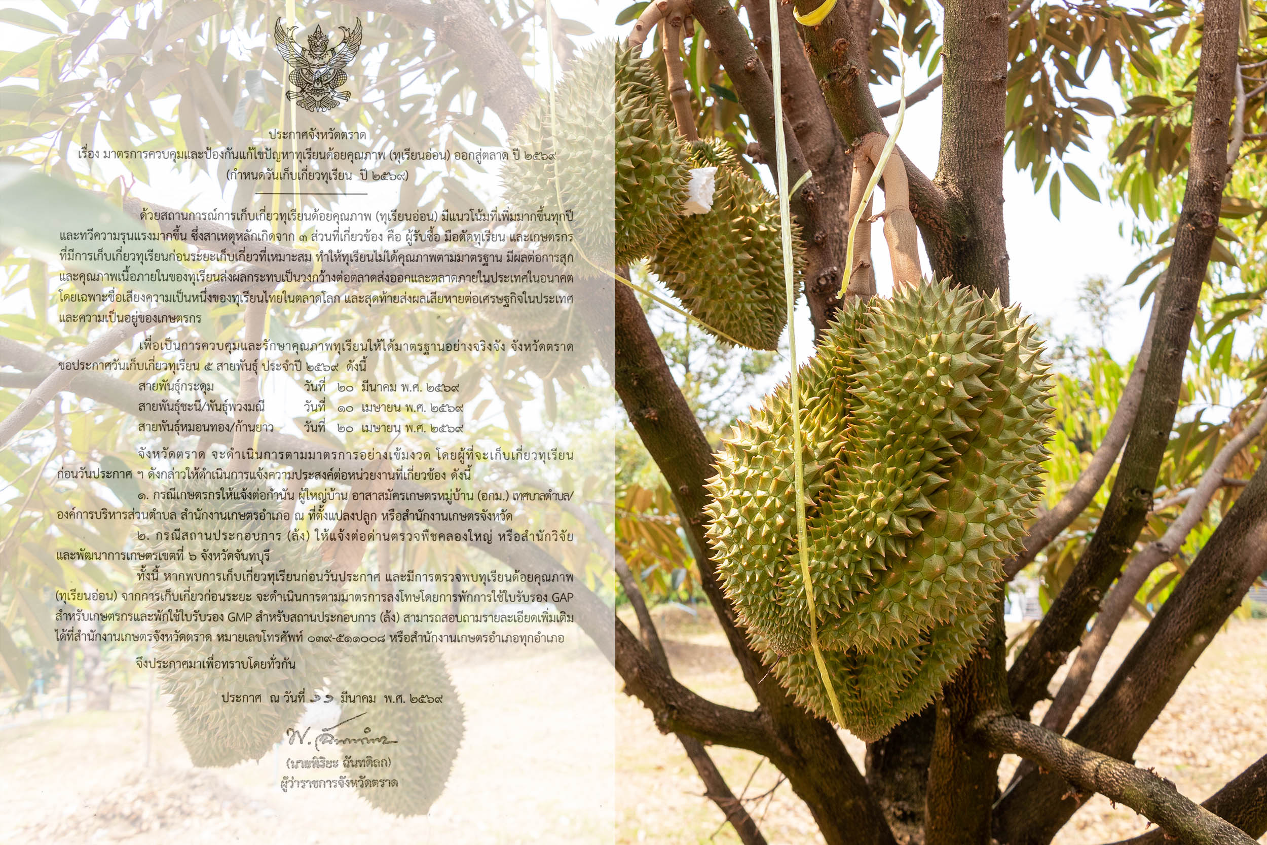 จังหวัดตราด ออกประกาศ มาตรการป้องกันผลผลิตทุเรียนด้อยคุณภาพ (ทุเรียนอ่อน) ออกสู่ตลาด ปี 2569 (กำหนดวันเก็บเกี่ยวทุเรียน ปี 2569) 