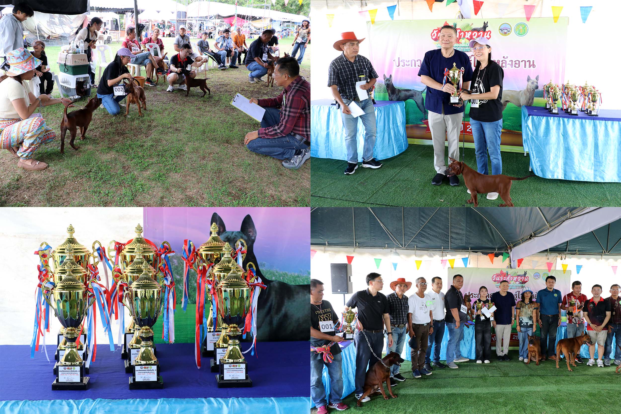 จังหวัดตราด จัดกิจกรรมการประกวดสุนัขพันธุ์ไทยหลังอาน ประเภทเอกลักษณ์ตราด  