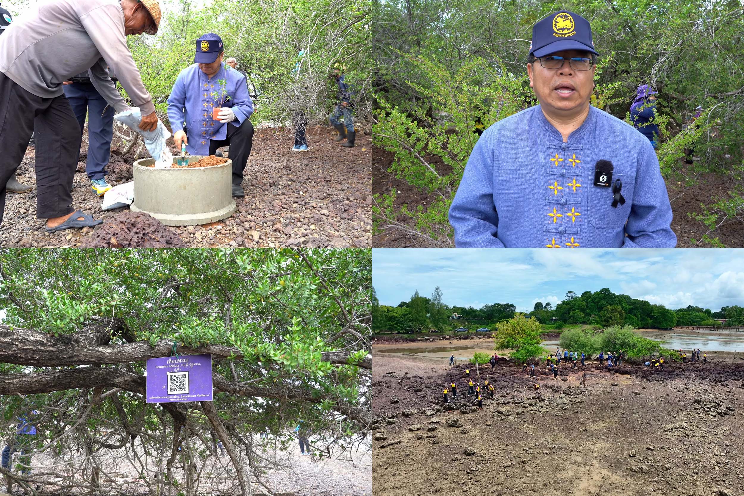 อำเภอเมืองตราด ร่วม อบต. อ่าวใหญ่  โรงเรียนบ้านแหลมพร้าว และประชาชนในพื้นที่เดินหน้าปลูกต้นกล้าเทียนทะเล หลังเผชิญวิกฤตโดนลักลอบตัดและขุดล้อมไปขาย