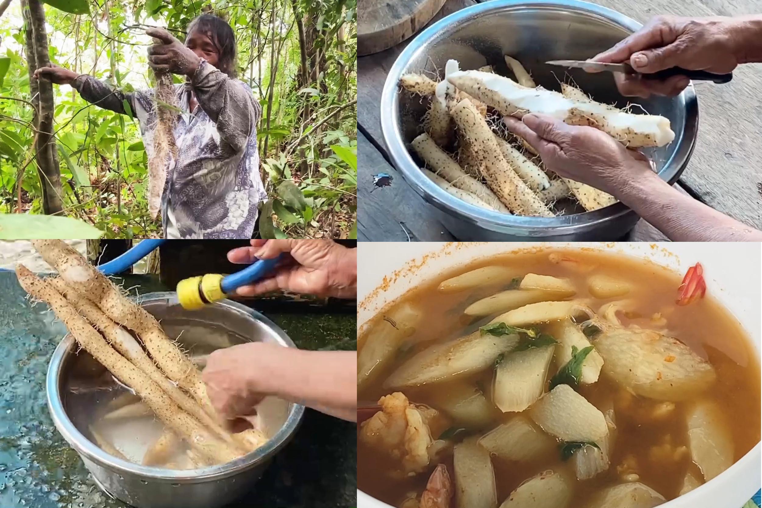 ชาวบ้านคลองมะนาว ขุดหัวมันเทียนทำเมนูแกงเลียงกุ้งสด 1 ปี มีครั้งเดียว เนื้อเหนียวหนึบหนับนุ่มนวลอร่อยลืมอิ่ม 